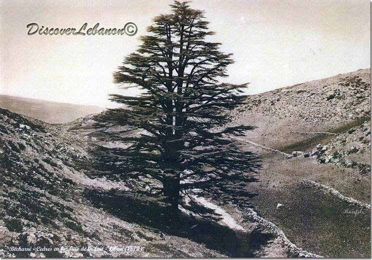 Cèdre Bécharré