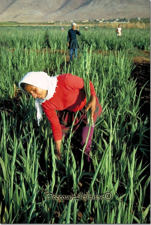 Peasant in Beqaa