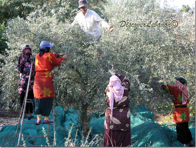 Gathering olives Kfarmashoun