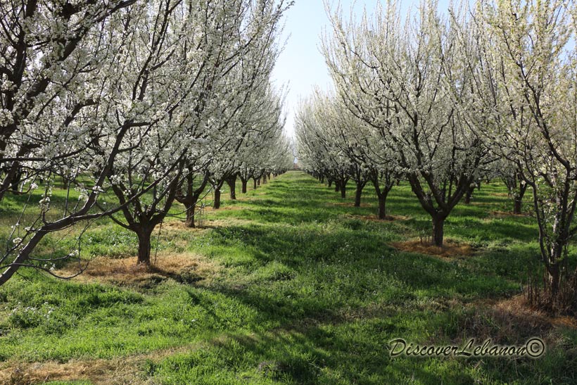 Trees in the plain of Aanjar