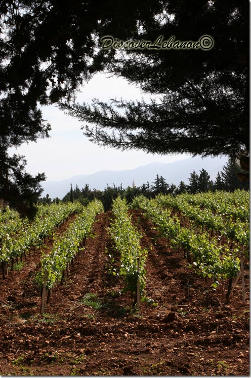 Corner around Kefraya