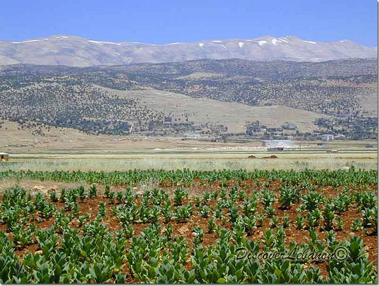 Beqaa Valley