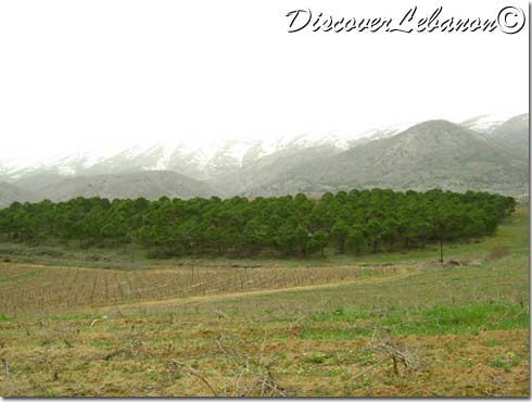 Kefraya plain in Beqaa