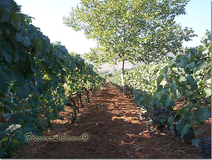 Vines in Beqaa
