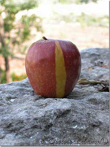 Real apple painted