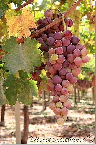 Grapes from Lebanon