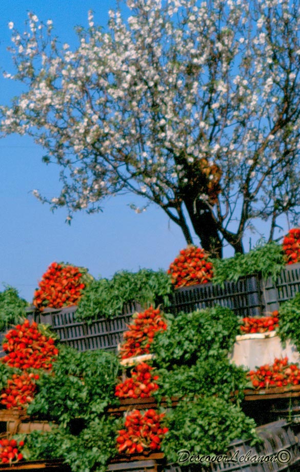 Fresh radish Lebanon