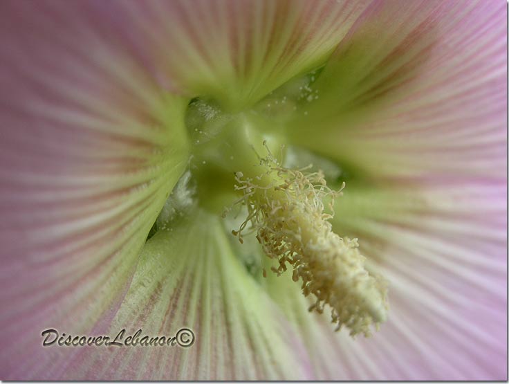 Macro flower