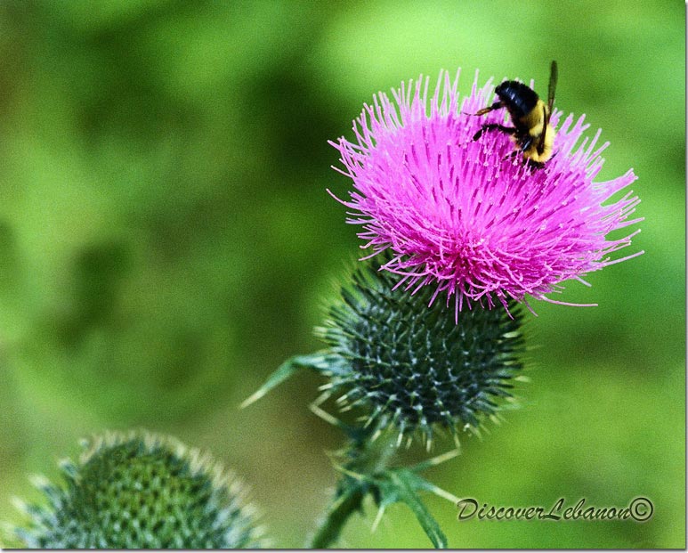 Flower and Bee
