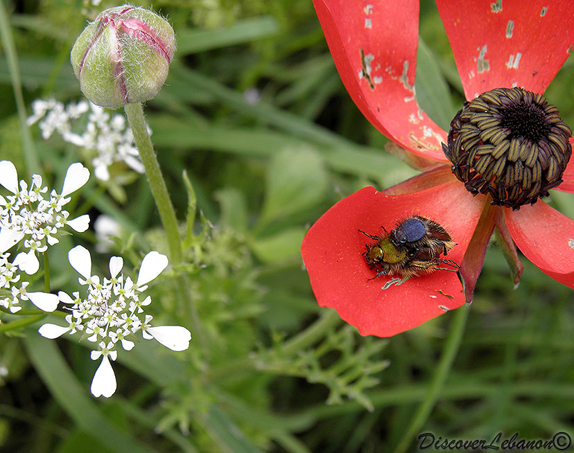Flowers and Insects
