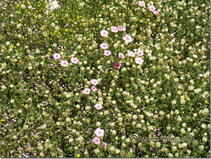 Wild flowers Lebanon
