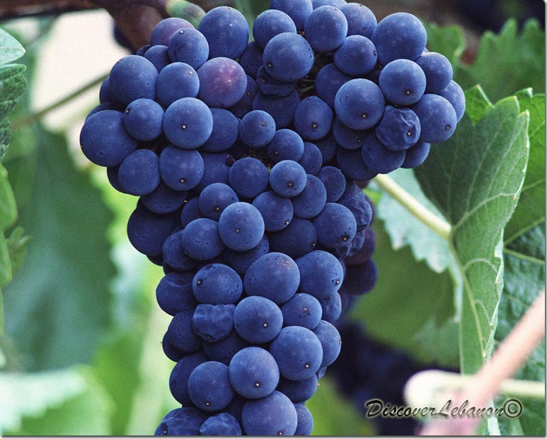 Grapes beqaa