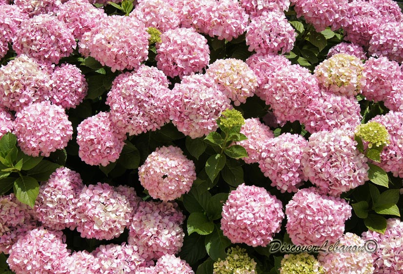 Hortensia from Lebanon