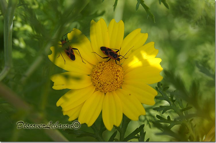 Insects macro flower