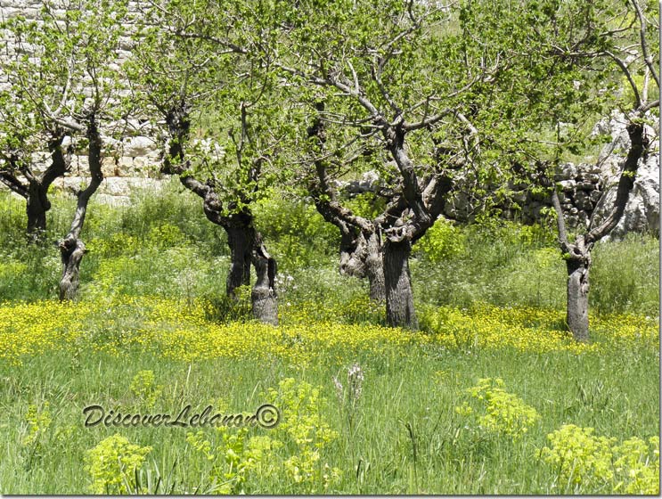 Trees Jabal Moussa