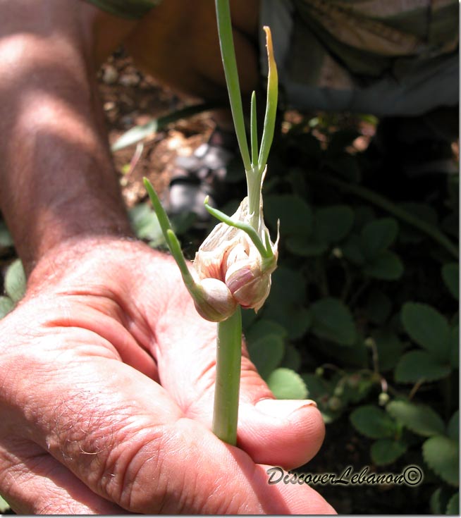 Onion Plant, Abou Fares