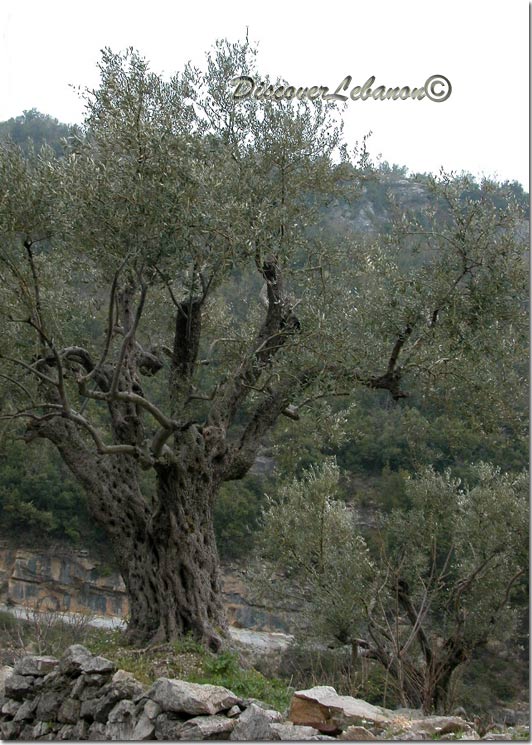 Olive tree Jedayel