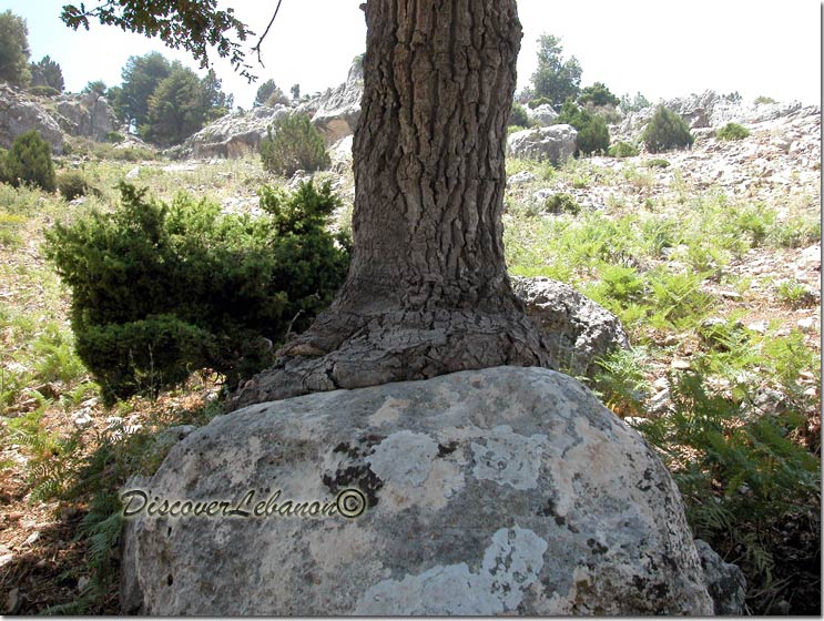 Tree on Rock