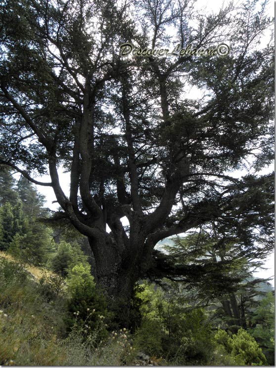 Tree in Tannourine