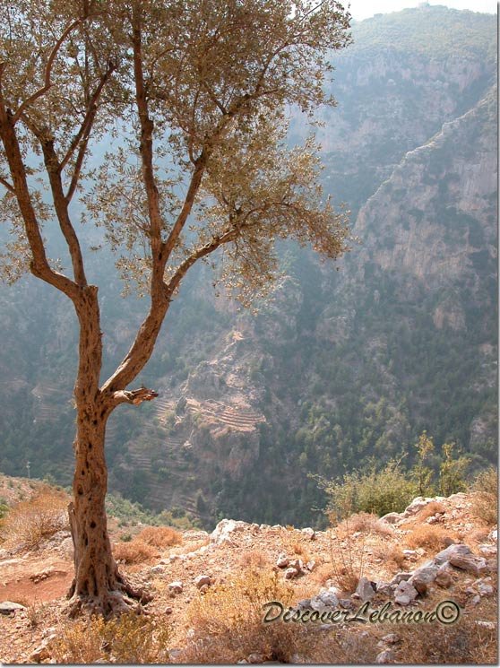 Peace in Qannoubine valley