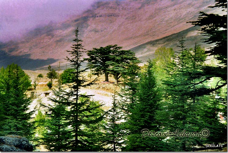 Trees and sky effect