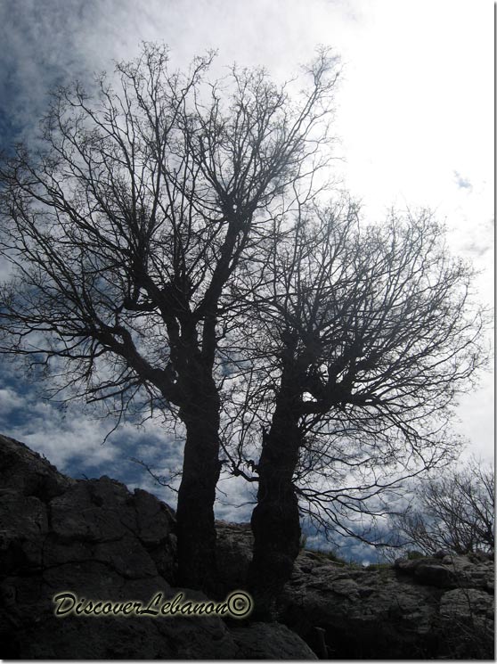 Tree against daylight