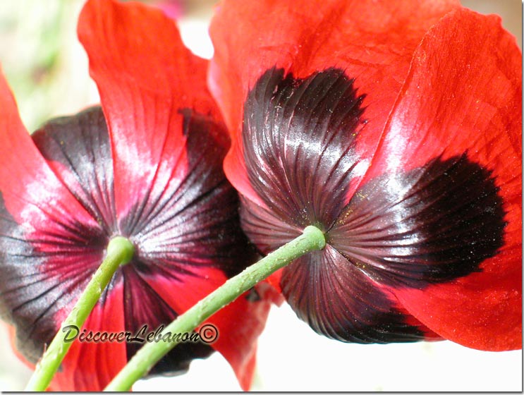 Coquelicot Macro