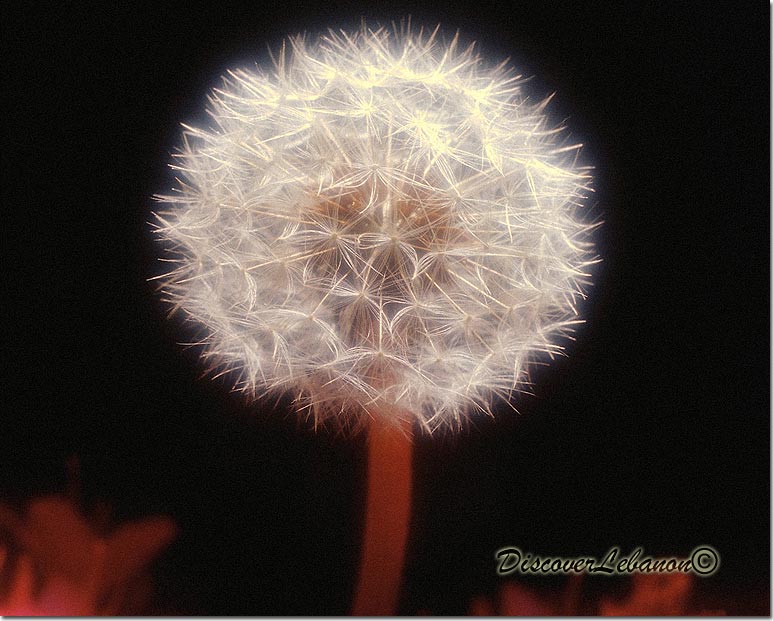 Dandelion from Bentael