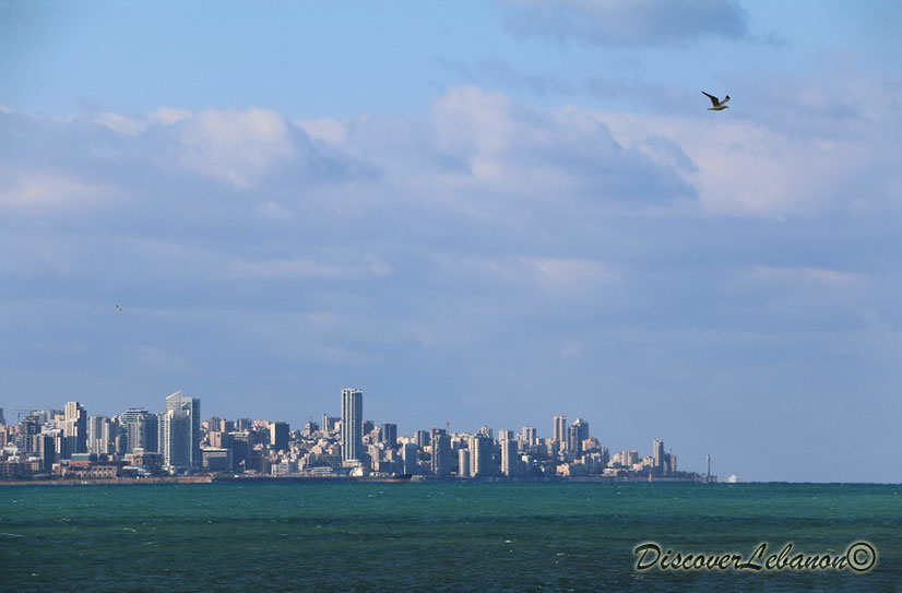 Bird over Beirut