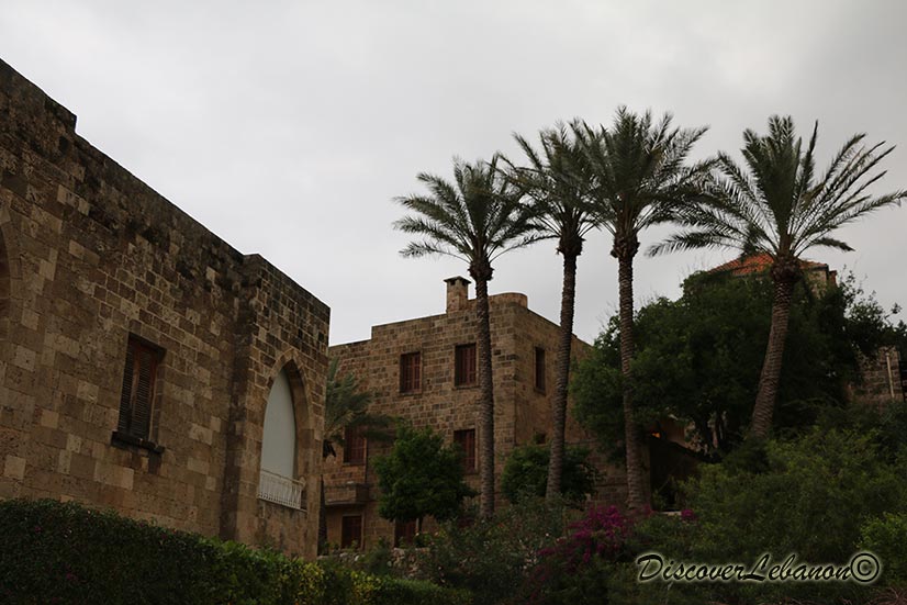 Palm trees Byblos dawn
