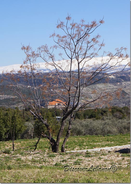 Landscape in the village of Maad