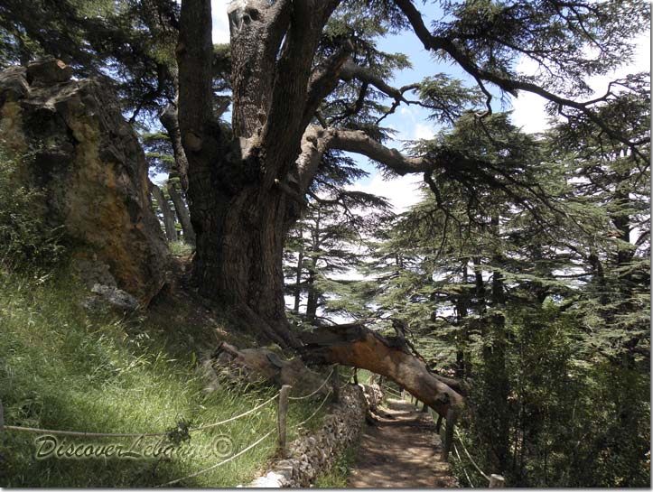 Cedars Forest Bechareh
