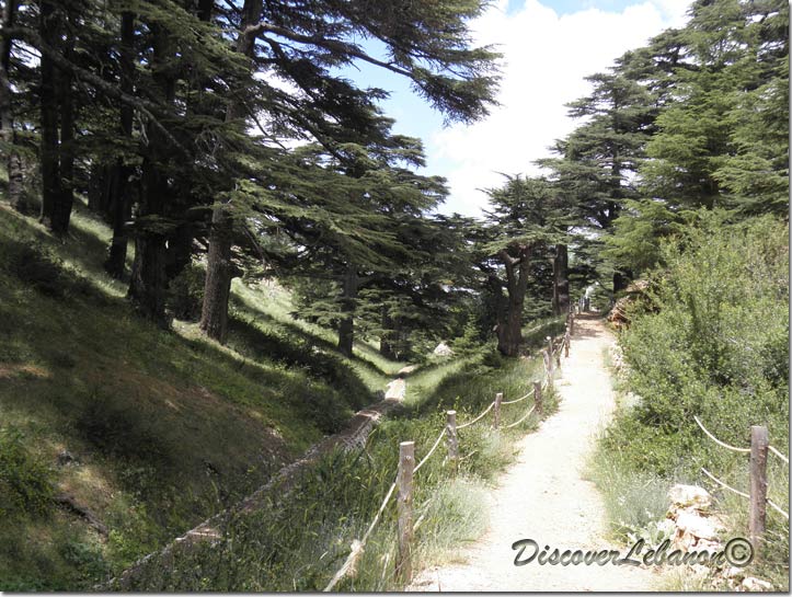Path in Cedars