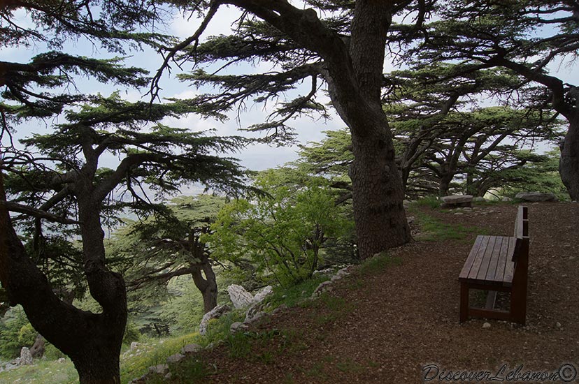 Relax under cedars