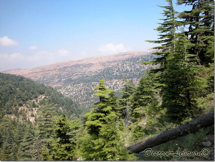Ehden Forest