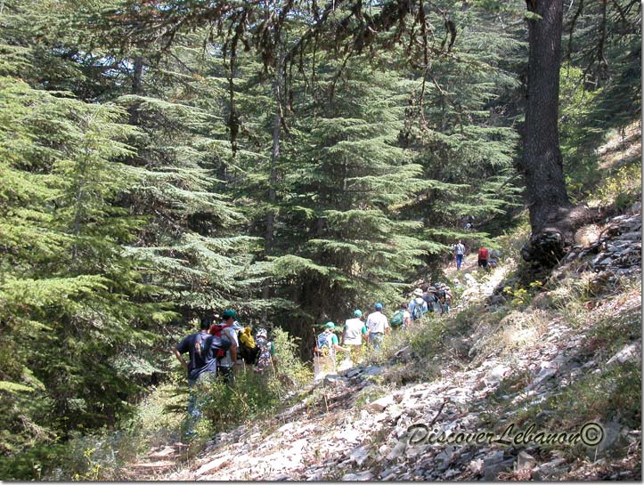 Ehden Forest
