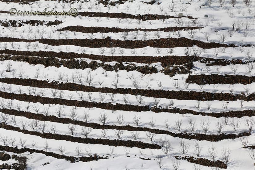 Terraces in Akoura