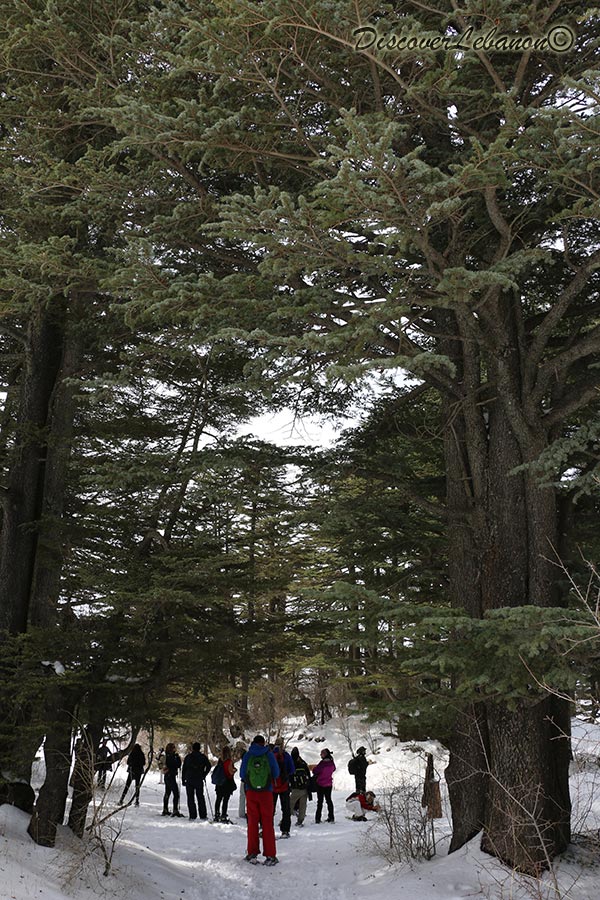 Tannourine cedars forest