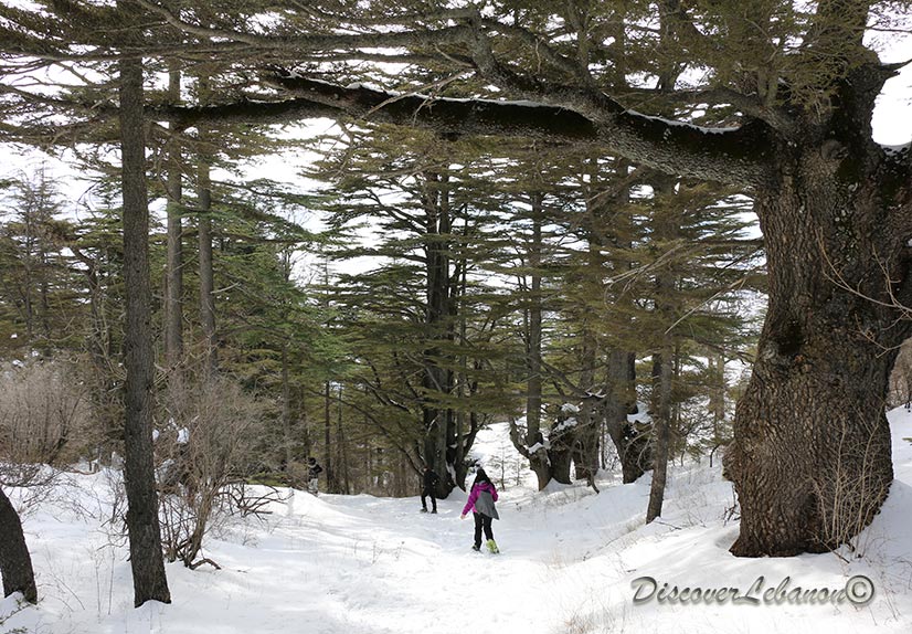 Cedars of Tannourine