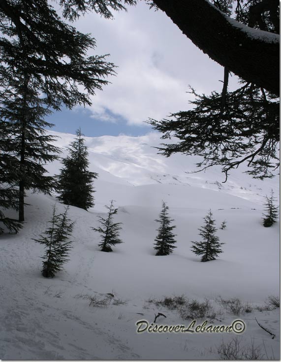 Path in cedars