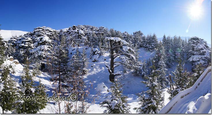 Cedars forest in Beshareh