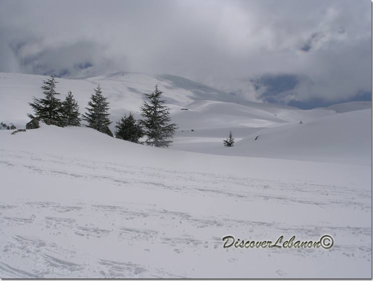 Cedars Mountains