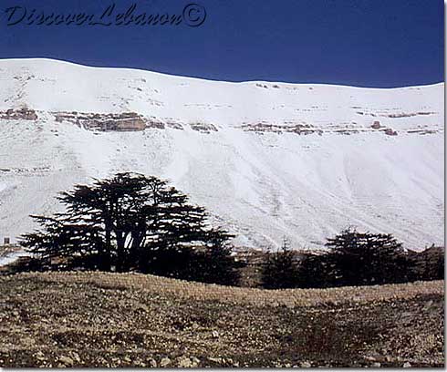 Cedars forest