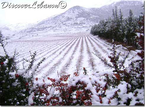 Kefraya Beqaa snow