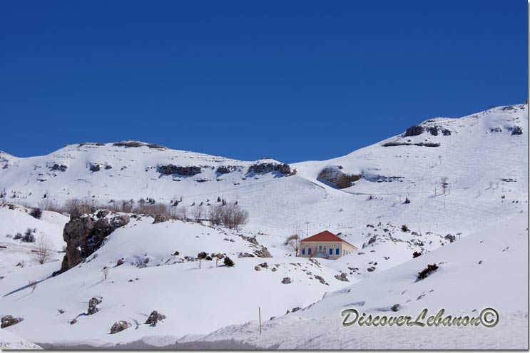 Red-roof under snow