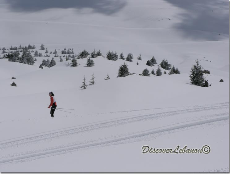 Skiing in Cedars