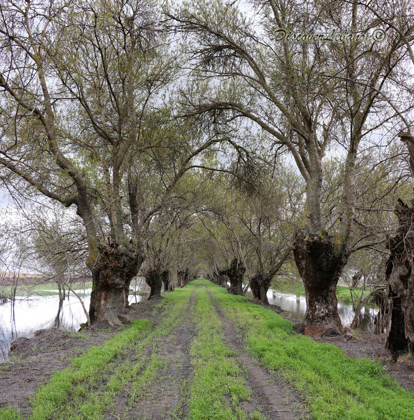 Path inside trees in Aammiq