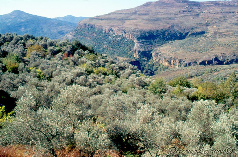 Beautiful land Chouf