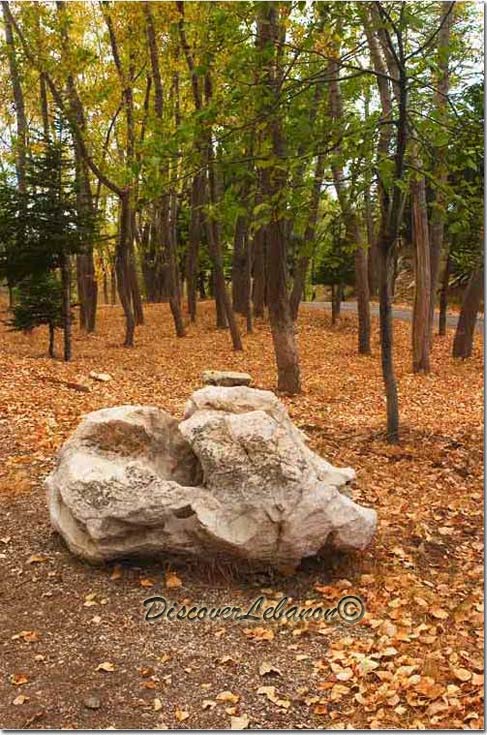 Crying trees Laqlouq