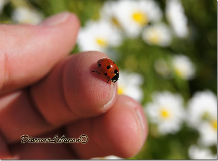 Ladybug